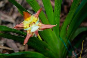 avvicinamento di uno di il bellissimo colombiano orchidee. il fiori Festival a partire dal medelln nel Colombia foto