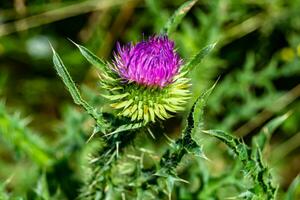 bellissimo in crescita fiore radice bardana cardo su sfondo prato foto