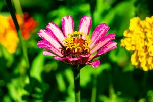 bellissimo selvaggio in crescita fiore zinnia elegans su sfondo prato foto