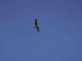 volante uccello di preda nel il luce del sole. foto