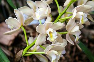 avvicinamento di uno di il bellissimo colombiano orchidee. il fiori Festival a partire dal medelln nel Colombia foto