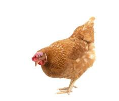 pieno corpo di Marrone pollo ,gallina in piedi isolato bianca sfondo uso per azienda agricola animali e bestiame tema foto