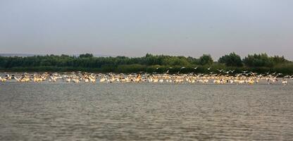 il Danubio delta è un' unico e biodiversità regione collocato nel sud-est Europa, in primis nel Romania foto