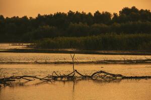 il Danubio delta è un' unico e biodiversità regione collocato nel sud-est Europa, in primis nel Romania foto