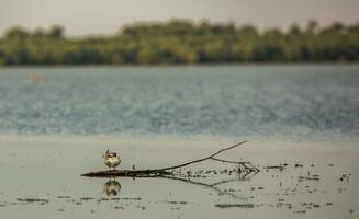 il Danubio delta è un' unico e biodiversità regione collocato nel sud-est Europa, in primis nel Romania foto