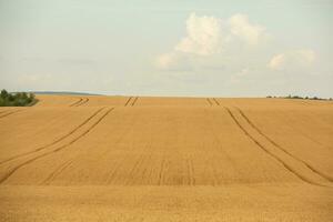 Grano campo e blu cielo. agricolo paesaggio con orecchie di Grano. foto