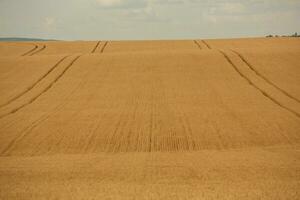 Grano campo e blu cielo. agricolo paesaggio con orecchie di Grano. foto