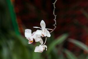 avvicinamento di uno di il bellissimo colombiano orchidee. il fiori Festival a partire dal medelln nel Colombia foto