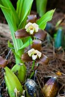 avvicinamento di uno di il bellissimo colombiano orchidee. il fiori Festival a partire dal medelln nel Colombia foto