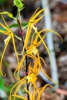 avvicinamento di uno di il bellissimo colombiano orchidee. il fiori Festival a partire dal medelln nel Colombia foto