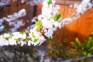 bellissimo rosa sakura ciliegia fiorire fiori fioritura nel il giardino nel primavera foto