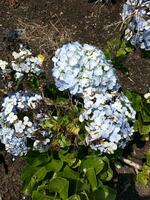 fiore nel il giardino su soleggiato giorno. selettivo messa a fuoco. botanico tiro foto