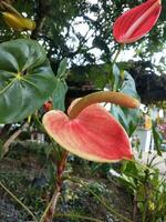 fiore nel il giardino su soleggiato giorno. selettivo messa a fuoco. botanico tiro foto