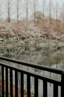 bellissimo rosa sakura ciliegia fiorire fiori fioritura nel il giardino nel primavera foto