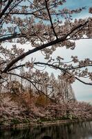 bellissimo rosa sakura ciliegia fiorire fiori fioritura nel il giardino nel primavera foto