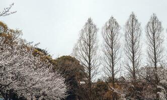 bellissimo rosa sakura ciliegia fiorire fiori fioritura nel il giardino nel primavera foto