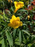 fiore nel il giardino su soleggiato giorno. selettivo messa a fuoco. botanico tiro foto