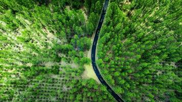 alto angolo tiro aereo Visualizza di pino foresta e strada foto