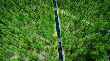 alto angolo tiro aereo Visualizza di pino foresta e strada foto