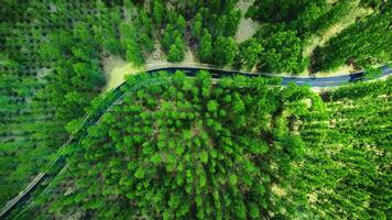 alto angolo tiro aereo Visualizza di pino foresta e strada foto