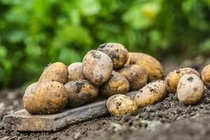 fresco patate quale siamo gratuito dire bugie su il suolo. foto