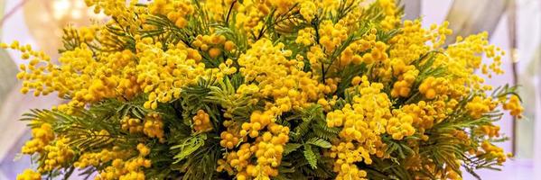 un mazzo di rami gialli fioriti di acacia argentata in un alto cesto di vimini foto