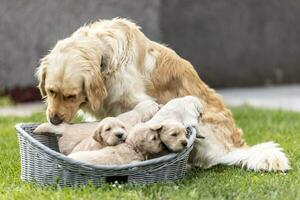 cagnetto madre è provando per mettere il cuccioli nel il cestino foto