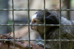 uistitì nel il zoo trasmettere un' chiamata per animale protezione. foto