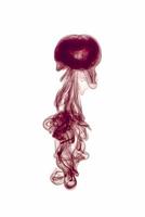 medusa di fumo, sfondo di medusa per design artistico o motivo, onda di fumo colorata astratta, foto reale