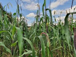 agricoltura biologica per la nutrizione foto