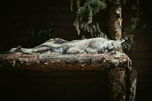 un' bellissimo puma addormentato su un' albero nel un' boscoso la zona su un' Marrone sfondo. foto