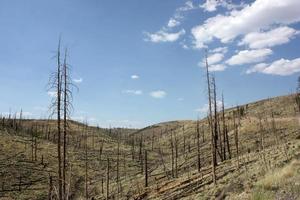 giovani alberi che bonificano l'area dell'incendio boschivo nella foresta nazionale di gila foto