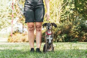 bellissimo femmina cane allenatore è formazione sua cane nel un all'aperto parco foto