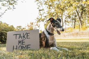 ritratto di cane dire bugie nel il erba di un' prato mostrando un adozione richiesta cartello foto