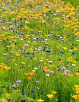 primavera e estate fiore con misto selvaggio prato. Mais fiori cyanus segeto, verde erba, giallo papavero papaver rhoeas in crescita con luce del sole nel inglese giardino, bello natura per bandiera foto