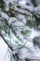 brunch di aghi di pino coperti di neve foto