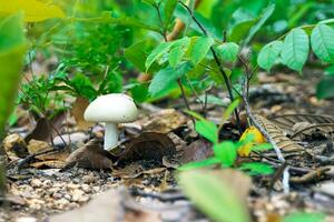 selvaggio funghi crescere nel il settentrionale foreste di Tailandia durante il piovoso stagione. Là siamo molti tipi, tutti e due commestibile e non commestibile, un' fonte di naturale senza grassi proteina adatto per cucinando. foto