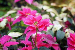 poinsettia è un' arbusto con buio verde fogliame. a forma di lancia brattee venire nel molti colori, Compreso bianca, giallo, rosso e rosa. giallo fiori modulo un' mazzo a il fine di il superiore. foto