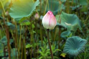 rosa sacro loto fiori e loto baccelli nel il stagno. quello il abitanti del villaggio raccolto su a partire dal il stagno villaggio pubblico per preparare per offrire per monaci. morbido e selettivo messa a fuoco. foto