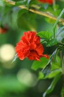 fiore di ibisco rosso in giardino foto