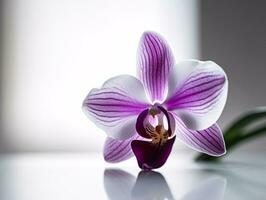 etereo bellezza - un' minimalista ancora vita di un' viola e bianca orchidea - ai generato foto