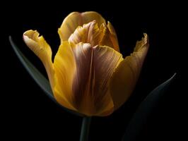 giallo tulipano avvicinamento con nero sfondo e intricato petalo particolari. - ai generato foto