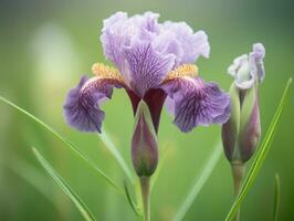 viola iris - un' travolgente studia nel bene arte fotografia - ai generato foto