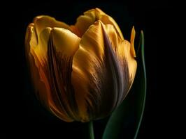 giallo tulipano macro fotografia su nero sfondo con vivace colore e delicato struttura. - ai generato foto