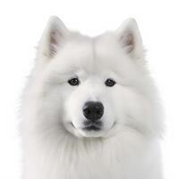 ai generativo Samoiedo razza cane isolato su un' chiaro bianca sfondo foto