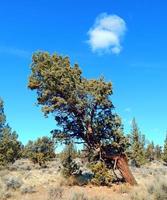 strano albero di ginepro a est di Redmond o foto