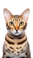 ocicat gatto è guardare a il telecamera ai generativo foto