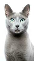 un' grigio russo blu gatto con blu occhi è guardare a il telecamera ai generativo foto