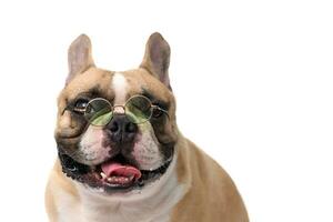 carino francese bulldog indossare bicchieri isolato su bianca sfondo. animale domestico e animale concetto foto