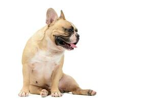 carino francese bulldog sedersi su bianca sfondo. animale domestico e animale concetto foto